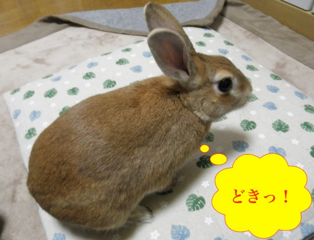 うさぎって臭い お花とうさぎとおさかなさんと