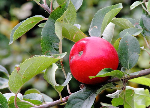 Red Apple by Bigster.