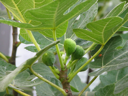 Celeste fig close up