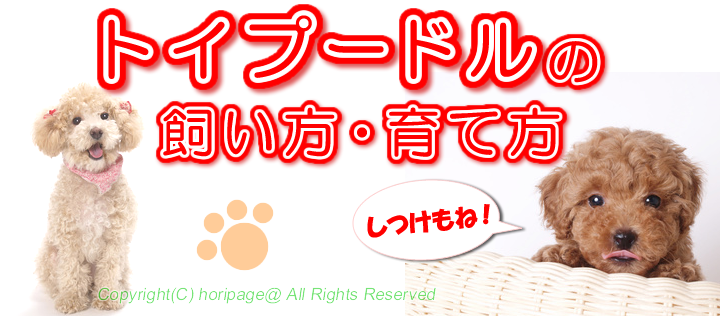 トイプードルの吠え癖や無駄吠えのしつけ方