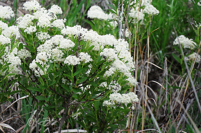 IMG_3558 New Jersey Tea