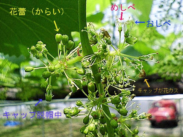ぶどう デラウェア の栽培方法