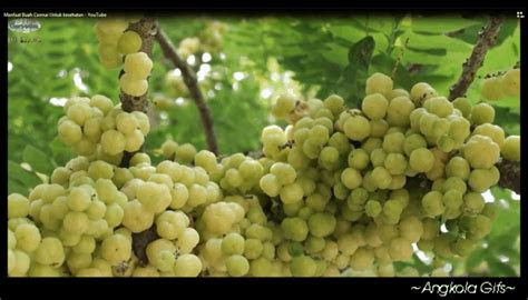 galeri pertanian perkebunan perikanan manfaat buah