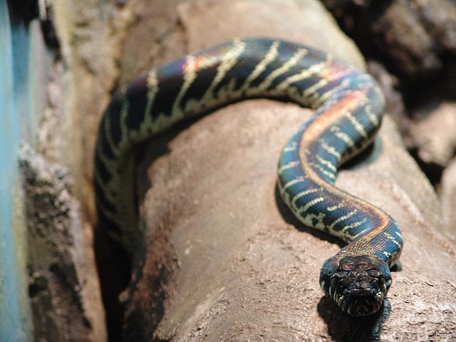 Boelen Python Snake