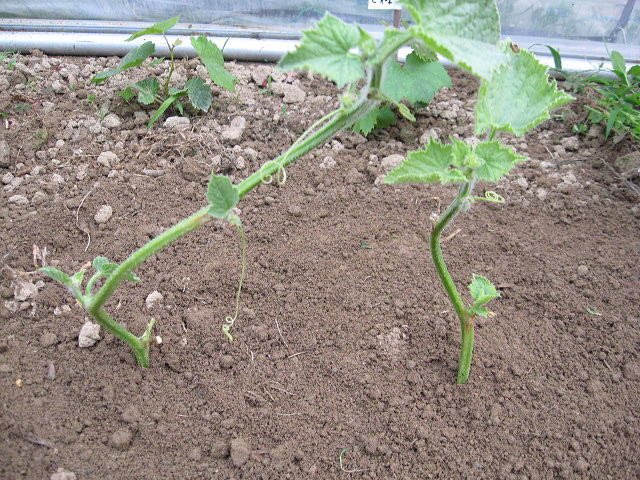 ネットメロンの挿木 結果は 日本一の果実栽培をめざして 楽天ブログ