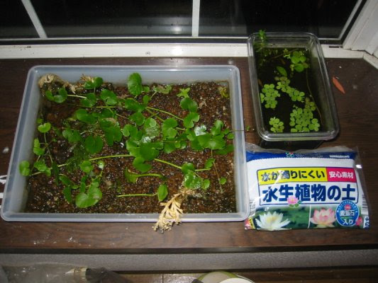 初めての水上葉栽培 熱帯魚と暮らす日々