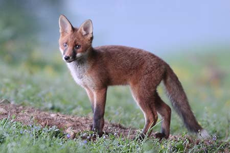 A long-legged, gangly juvenile fox