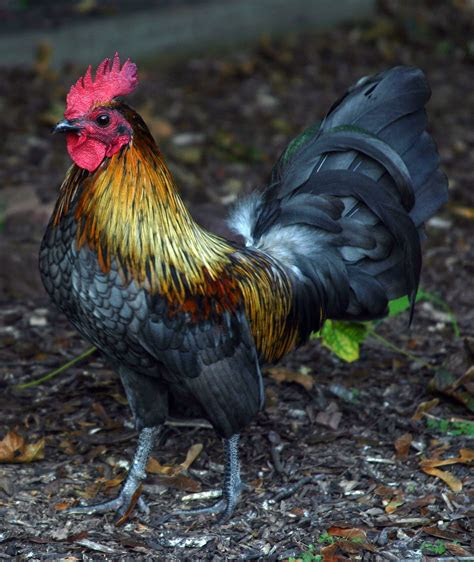 mewarnai gambar ayam mewarnai gambar