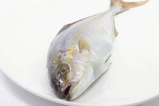カンパチが腐るとどうなる 黒く変色 ぬるぬる 賞味期限 保存方法 見分け方 お役立ち 季節の耳より情報局