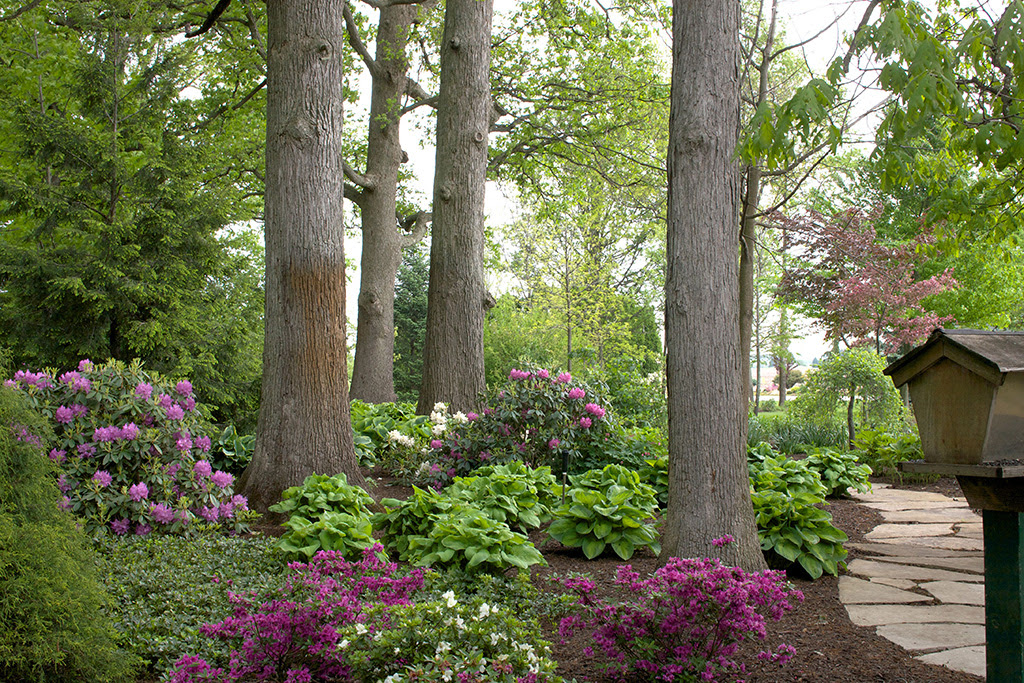Elegance &amp; Beauty, Rhododendron &amp; Azalea - Smalls ...