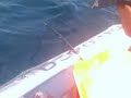 Видео Sakhalin codfish