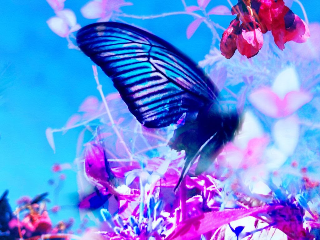 簡単に分かる夢占い 動物のいる夢にはどんな意味があるの Clasico