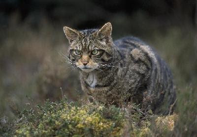 Le Chat Haret Ou Chat Errant Chat Pitre
