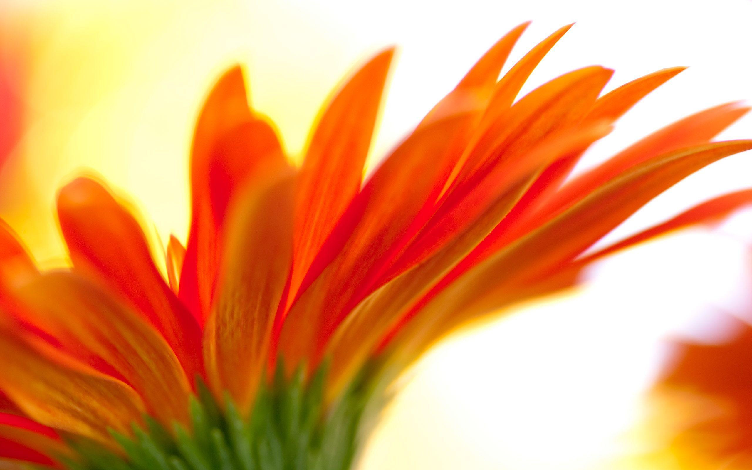 COOL WALLPAPERS: Cool Flowers Wallpapers (Pack 1)