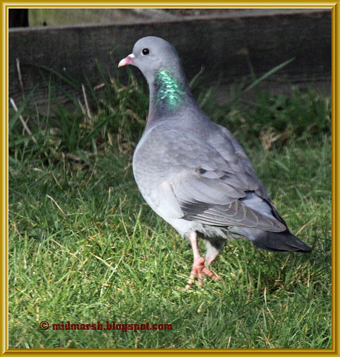 Stock Dove 01