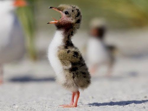 Common Tern Chick Photography