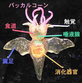 クリオネ カモノハシのタマゴ