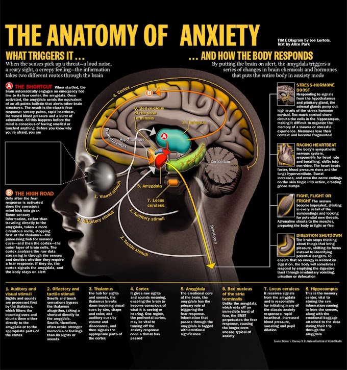 The Anatomy Of Anxiety and How the Body Responds