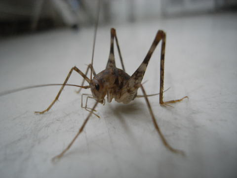 カマドウマ