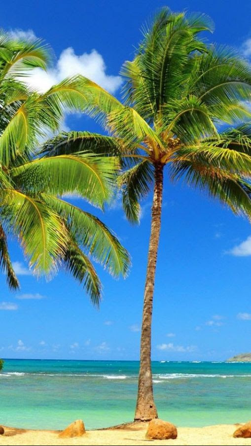 夏がさらに身近に I Phone5用の夏画像40種類 Materialandex