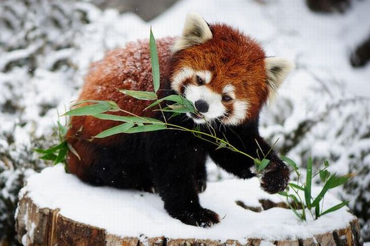Conheça o Adorável Panda Vermelho!
