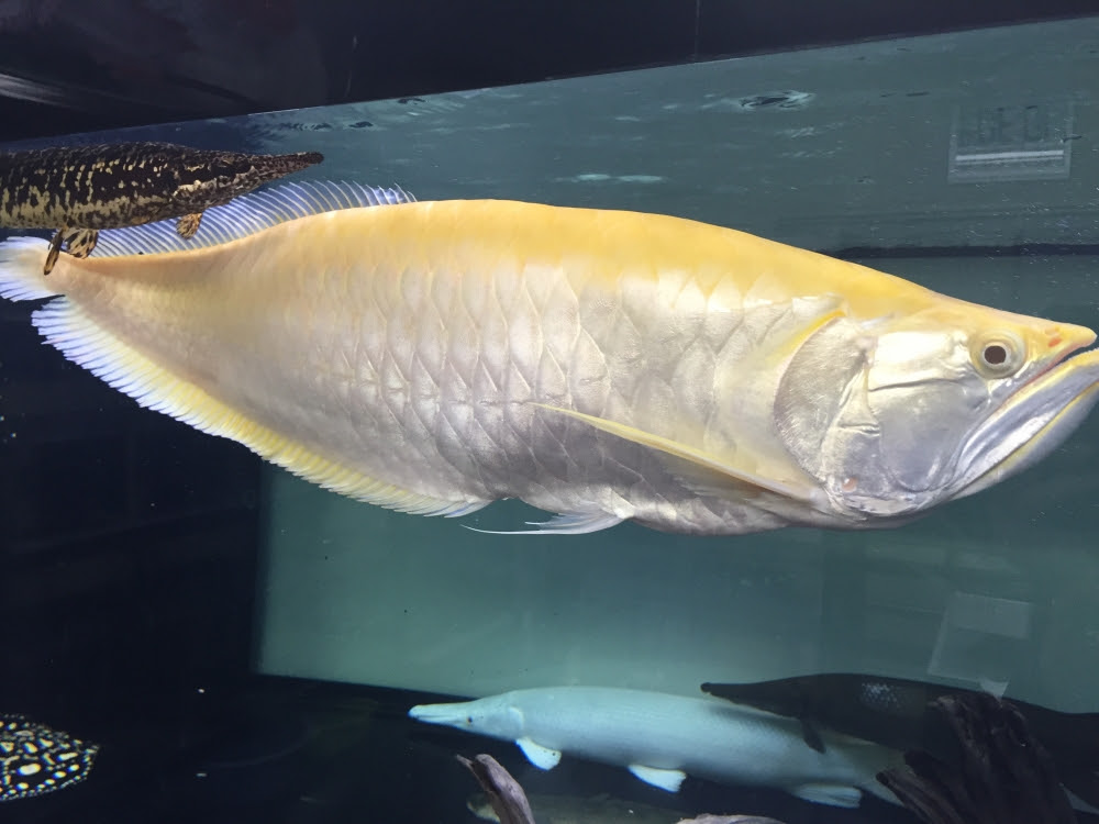 アルビノシルバーアロワナ ブドウ目 古代魚クラブ播州連合