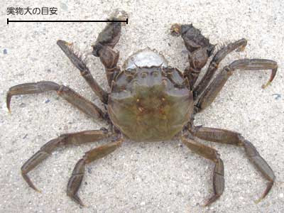 児島湖と児島湖流域の生物