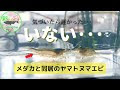 [最も好ましい] ヌマエビ ��ダカ 741446-ヌマエビ メダ��稚魚