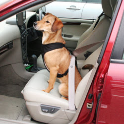 憧れのdrivebox Story Of Two Dogs