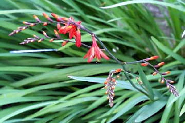 ９月４日 モントブレチア Montbretia ３６６日への旅 誕生花編 今日は誕生花