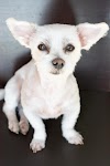 29+ Maltese Tiny Cute Dogs Pictures