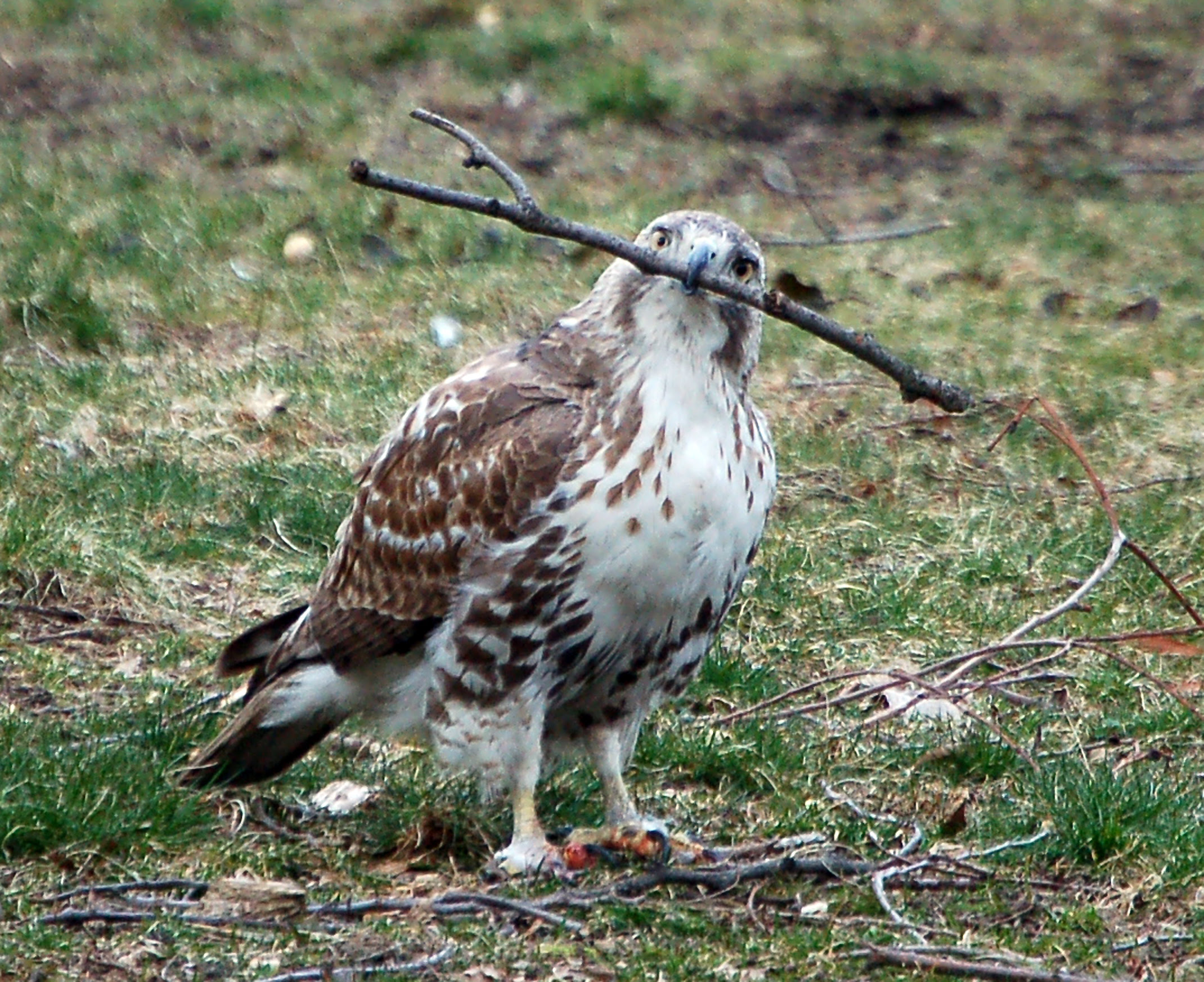 Hawk vs stick
