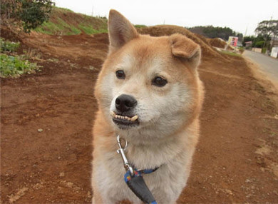 迷子犬 Lograf ログラフ