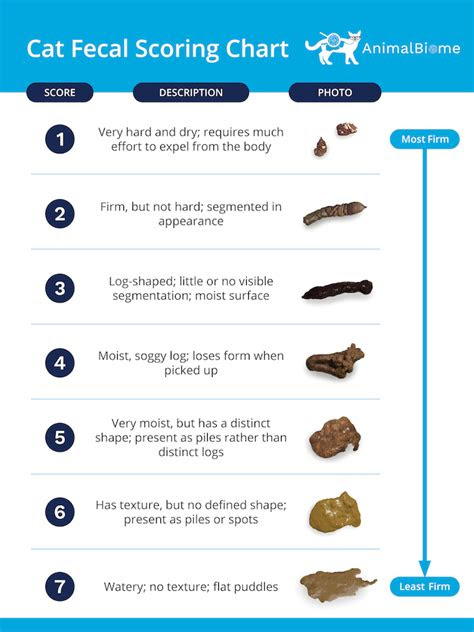 cat diarrhea what you need to know animalbiome