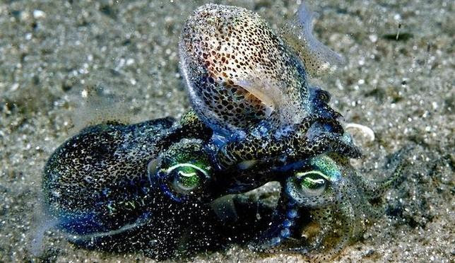 El sexo agotador de los calamares