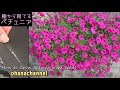 √100以上 ペチュニア 種まき ブログ 178963-ペチュニア 種まき ブログ