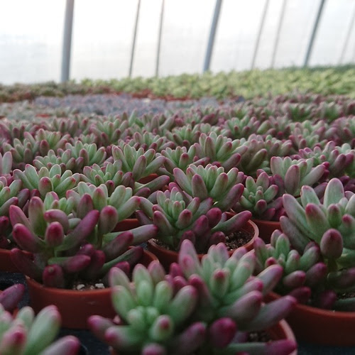 多肉植物グリコア 多肉植物オーロラ