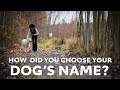 Boy and girl names for dogs that go together 279303