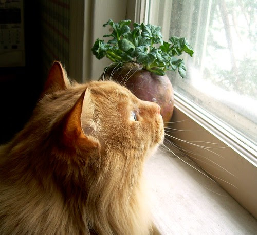 Rapt Kitty II