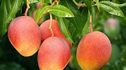 10+ Bagian Bunga Mangga
