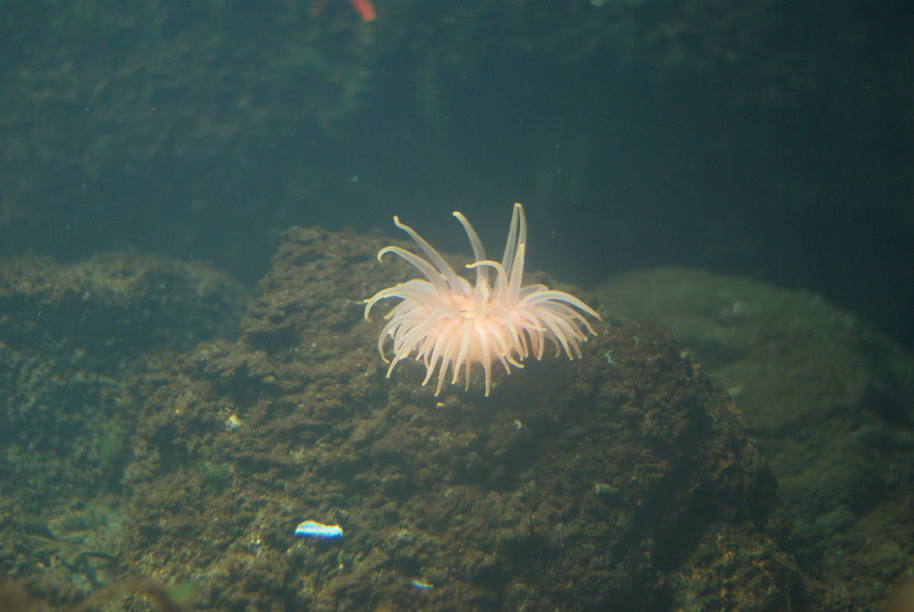 2009-08-26 Undersea Gardens (21)