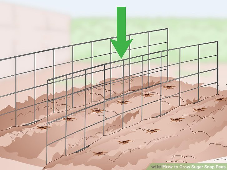 Grow Sugar Snap Peas Step 8.jpg