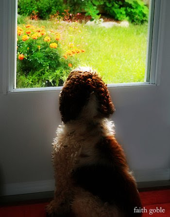 Potty Training Puppyhouse Training Puppies Easy
