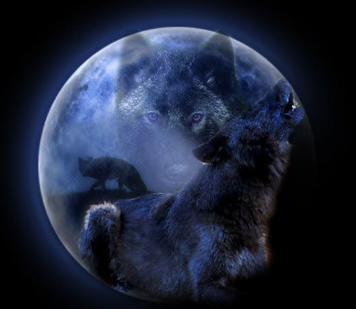 wolf wallpaper. Wallpaper Black Wolf