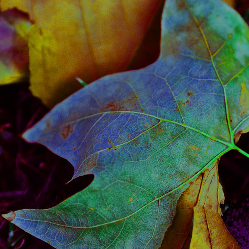 strange leaf by Gabriel Massera