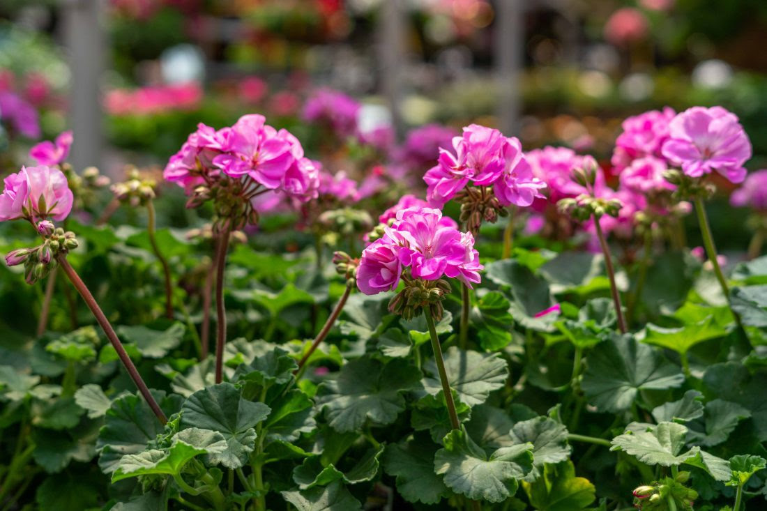 Griffins Flowers Hannibal Mo - Flower