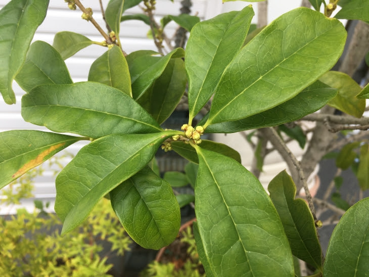 金木犀の花芽 発見 いちこし