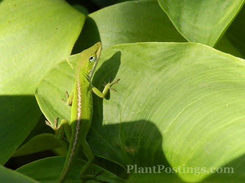foliagelizard