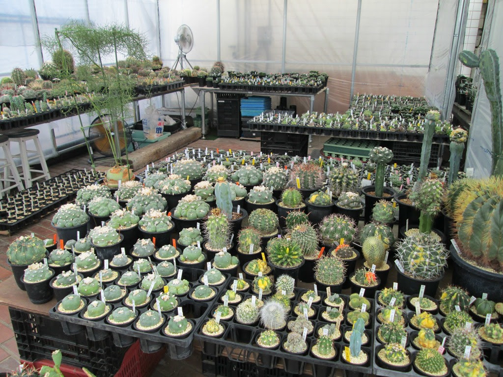 西武池袋本店のグリーンショップ 鶴仙園 が多肉植物だらけですごい 忘れる前にメモ
