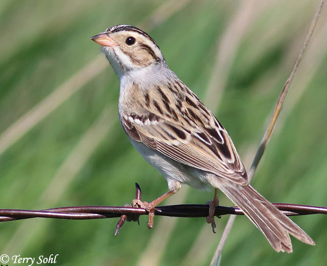 Clay-Colored Sparrow